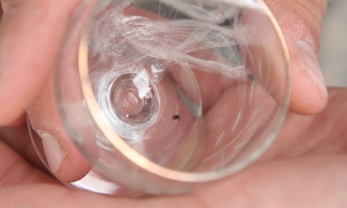 Осторожно! Клещи покусали уже 661 чепчанина