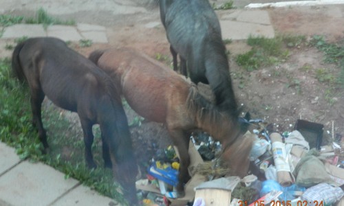 В Чепецком дворе лошади лакомились отходами