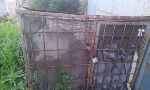 В Кирово-Чепецке хозяева обрекли собаку на мучительную смерть от голода и жажды