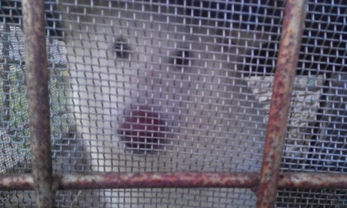 В Кирово-Чепецке хозяин запертой в клетке собаки утверждает, что животное находилось там три года