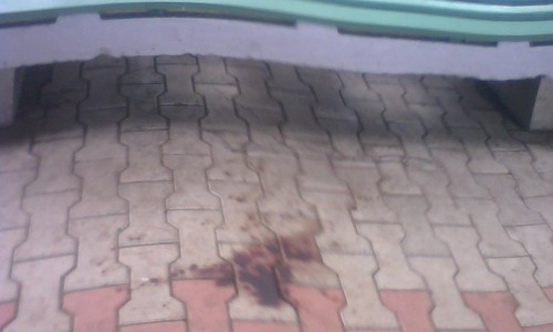 В это сложно поверить! В Кирово-Чепецке подростки оторвали голову живому голубю