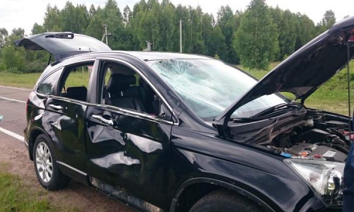 В Кировской области водитель на иномарке сбил лося