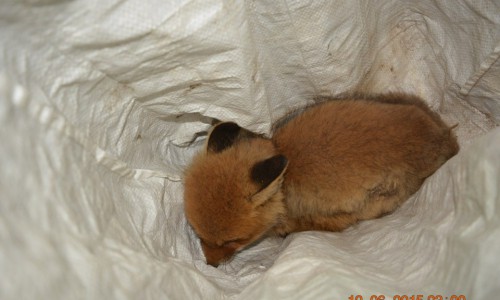 Кировчане приютили потерявшегося лисенка