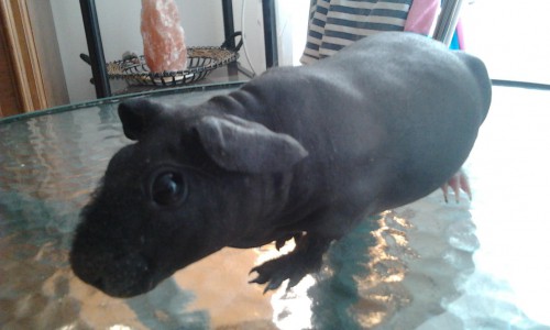 Каких экзотических животных заводят у себя дома чепчане?