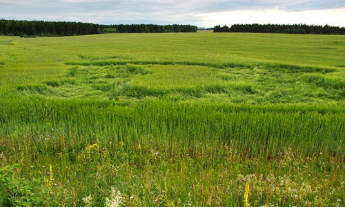 В Кировской области на поле заметили странные круги: местные жители уверены, что это НЛО