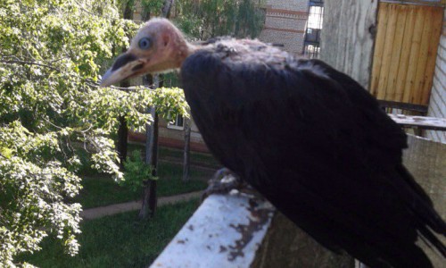 На балкон к чепчанке залетела странная птица