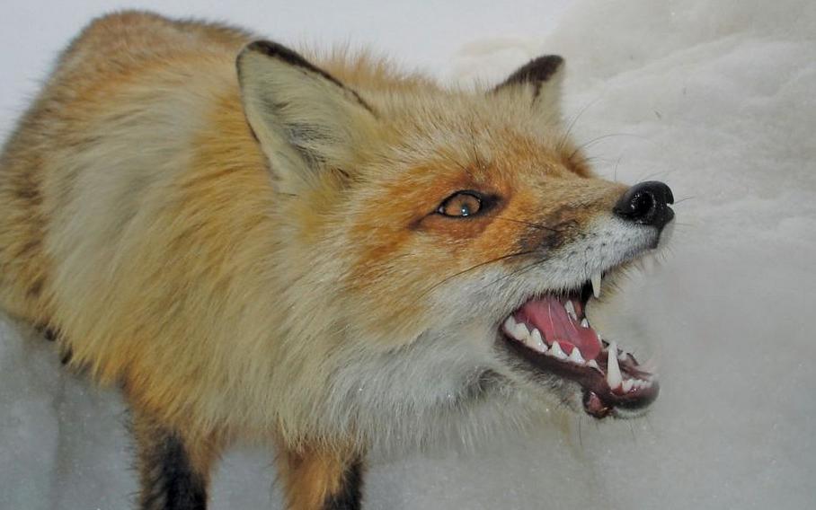 В Кирово-Чепецком районе зафиксирован первый случай бешенства в 2020 году