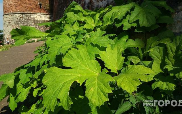 Штраф до 30 тысяч рублей: россиян могут начать наказывать за борщевик на участке