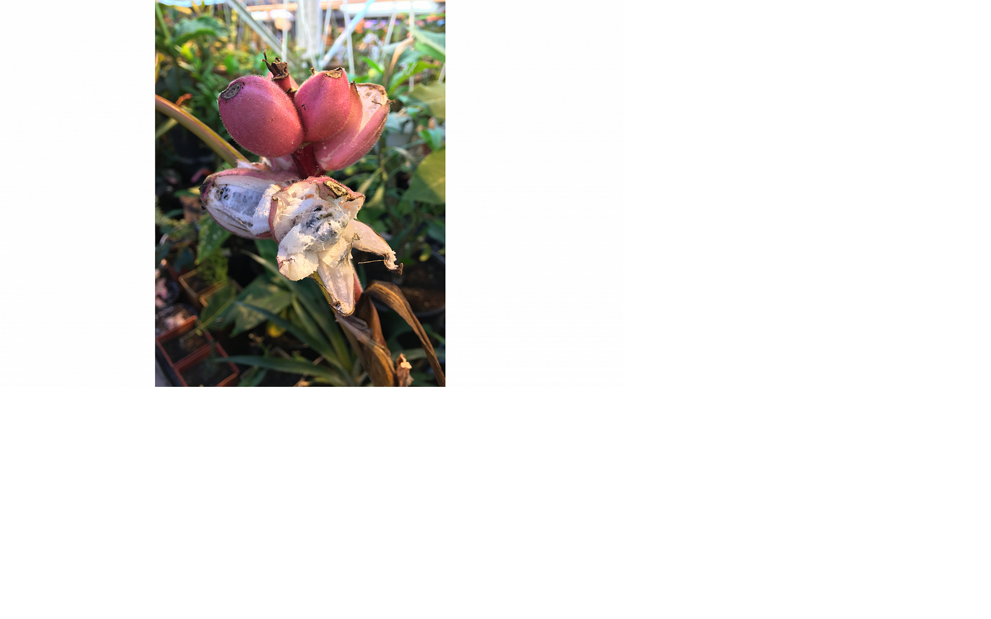 В Кировской области выращивают необычные розовые бананы