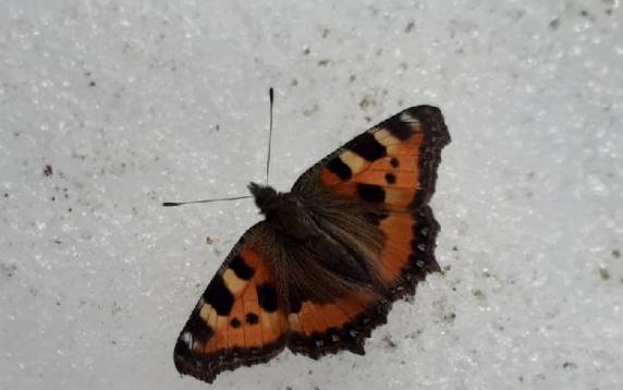 Фото дня: в Кирово-Чепецке заметили бабочку