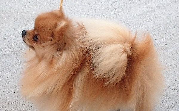 Чепчанин остался без денег, пытаясь получить бесплатного шпица