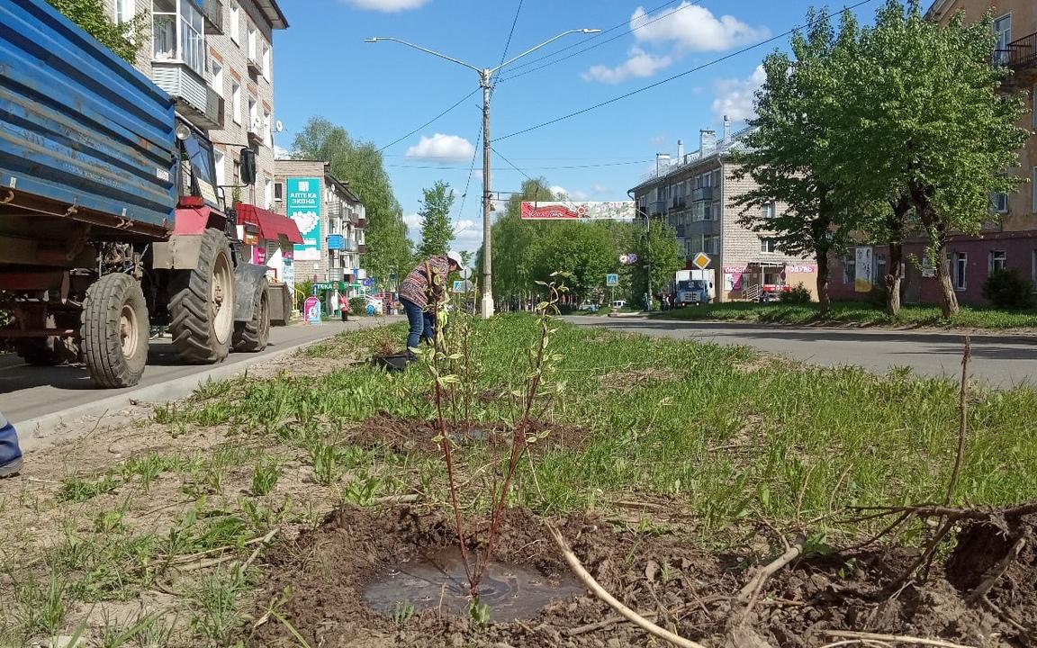 На проспекте Мира посадят 200 декоративных кустов