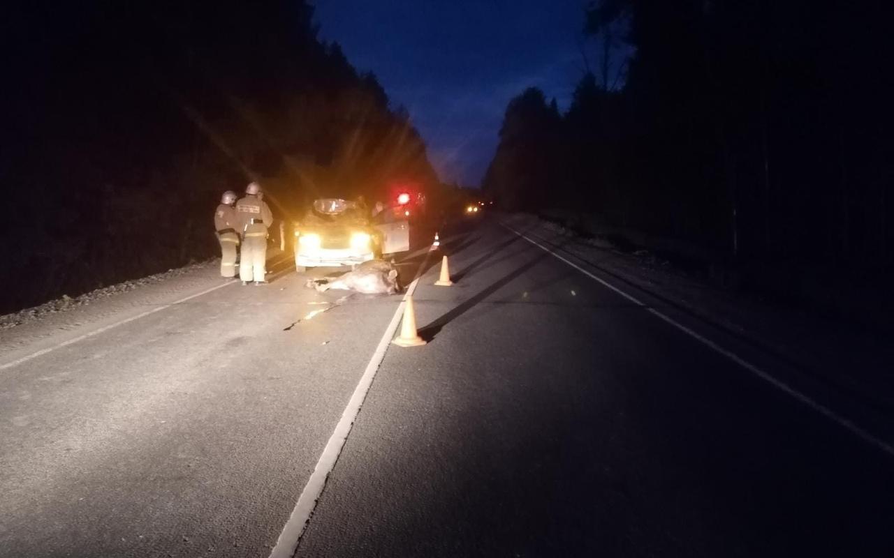 В Чепецком районе иномарка сбила лося: в ДТП пострадал 12-летний ребенок