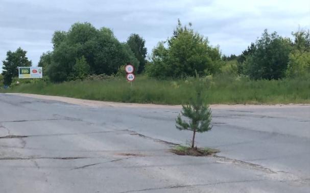 Фото дня: в Кирово-Чепецке посередине дороги появилась елка