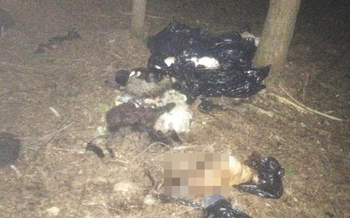 "Ужасный запах останков": в чепецком лесу найдены трупы домашних животных