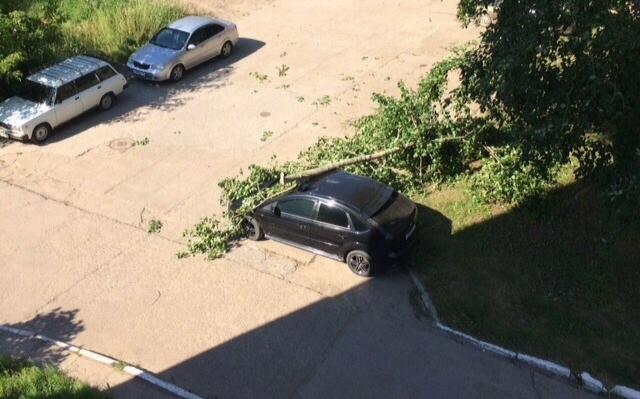 В Кирово-Чепецке на машину упал тополь