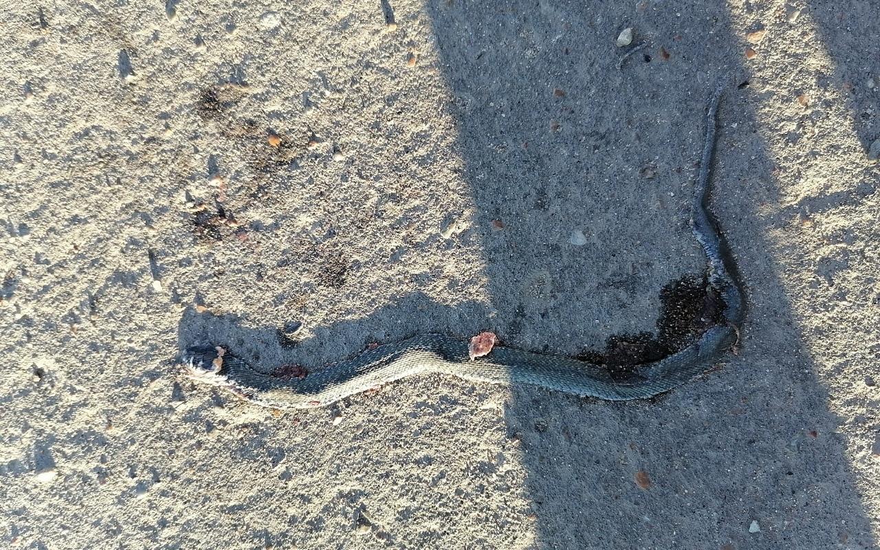 Жители Кирово-Чепецка сообщили о нашествии змей в 7-м микрорайоне