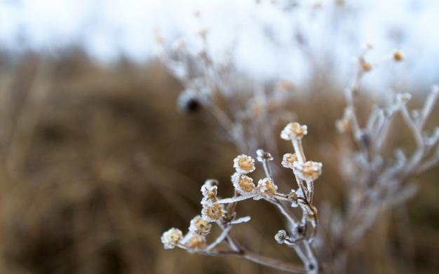МЧС предупреждает о заморозках в Кировской области 20 и 21 сентября
