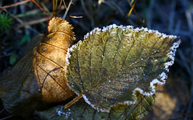 Известно, когда в Кирово-Чепецке ожидаются заморозки