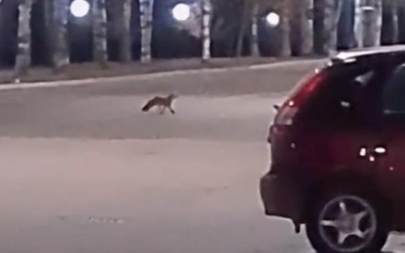 В Кирово-Чепецке на набережную выбежала лиса