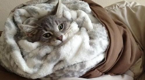 Дев ждут проблемы на работе, а про Раков пустят слухи: гороскоп на вторник