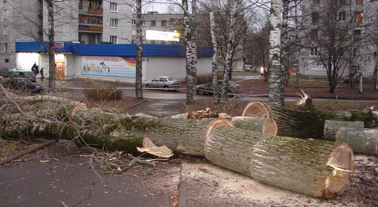 В Чепецке вырубили деревья на 