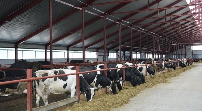 Крупнейшая в Кировской области молочная ферма начнет работать летом 2019 года