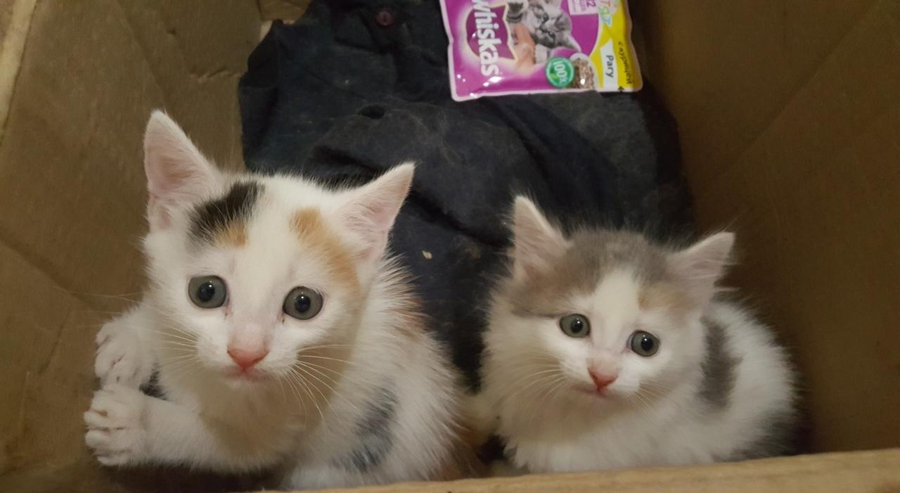 Кировские коммунальщики спасли месячных котят, которых выкинули в контейнер