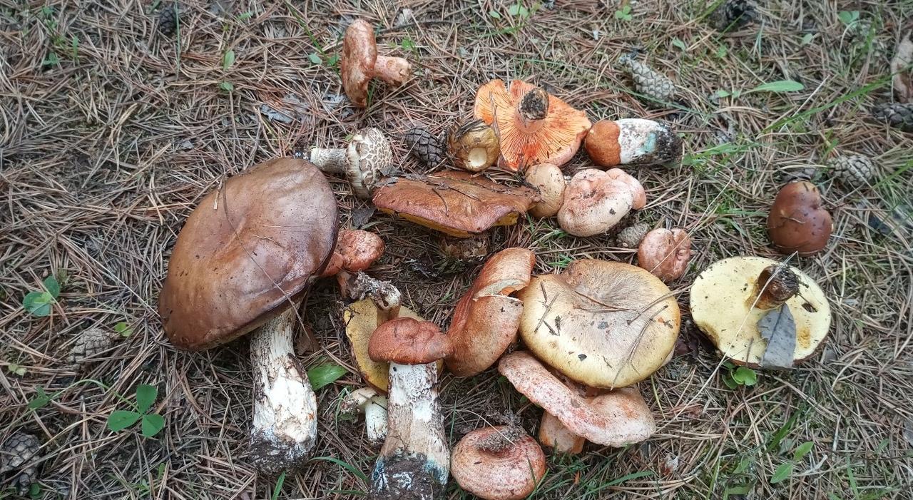 В лесах Кирово-Чепецкого района и области появились первые грибы