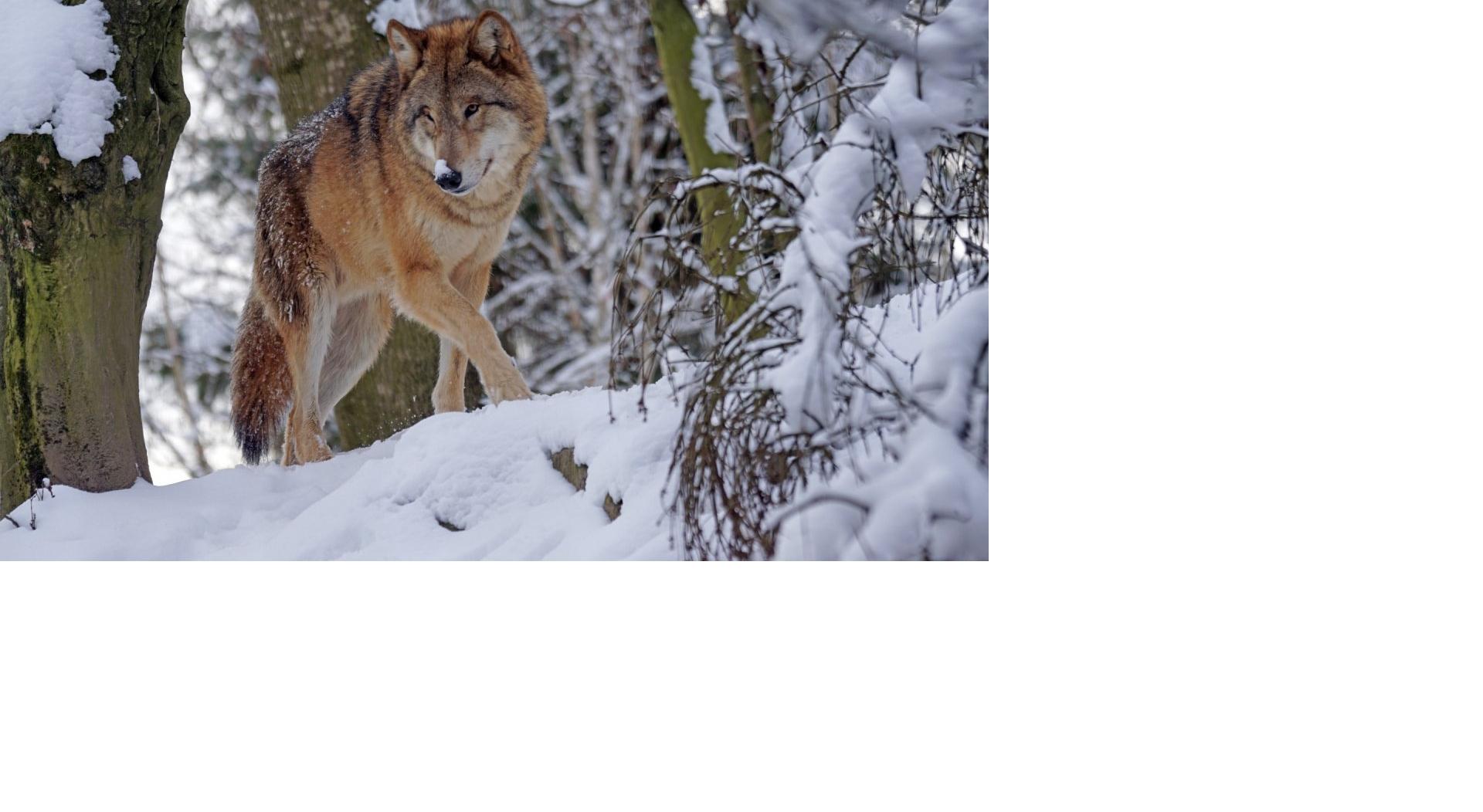 В Кировской области волки загрызли трех собак