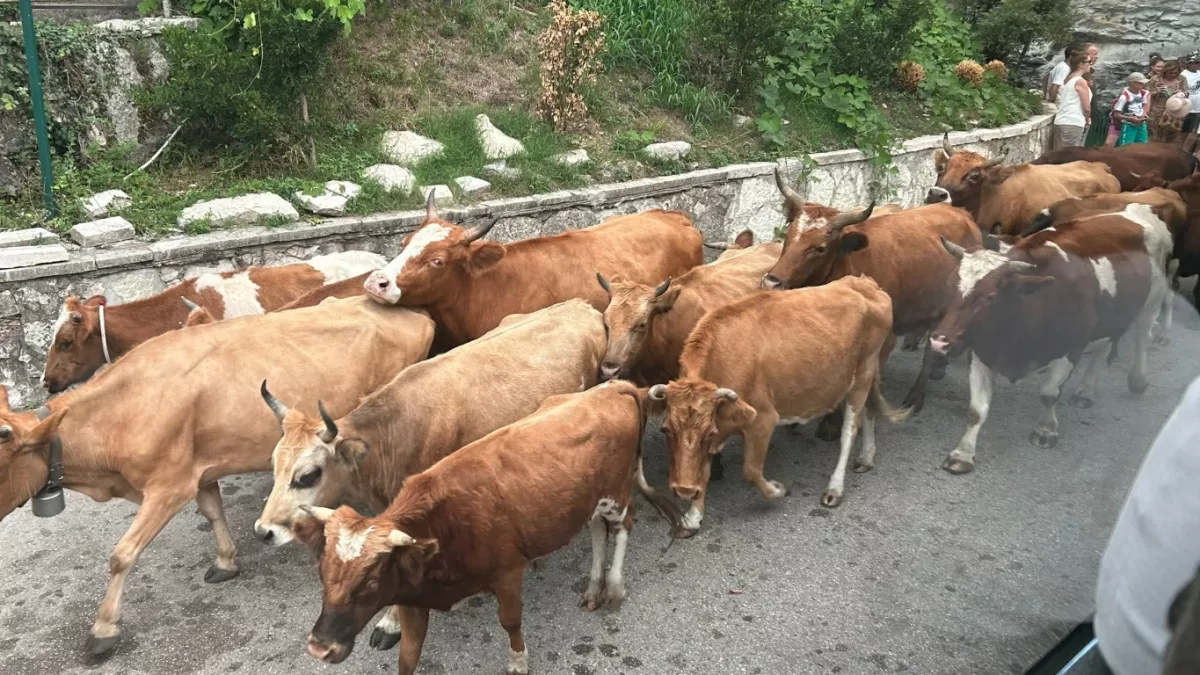 Если собираетесь в Абхазию - главное правило, которое спасет от бед. Запомните его раз и навсегда