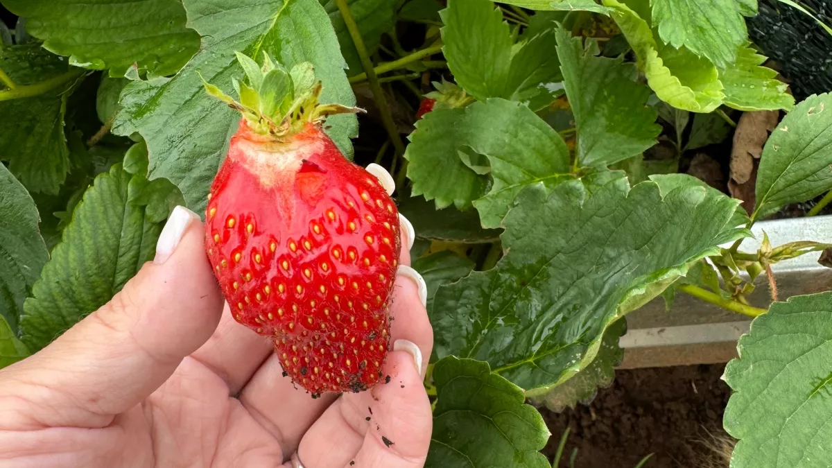 Клубника будет крупной и сладкой как дынька: после схода снега в марте сыплю эту подкормку прямо по грядкам