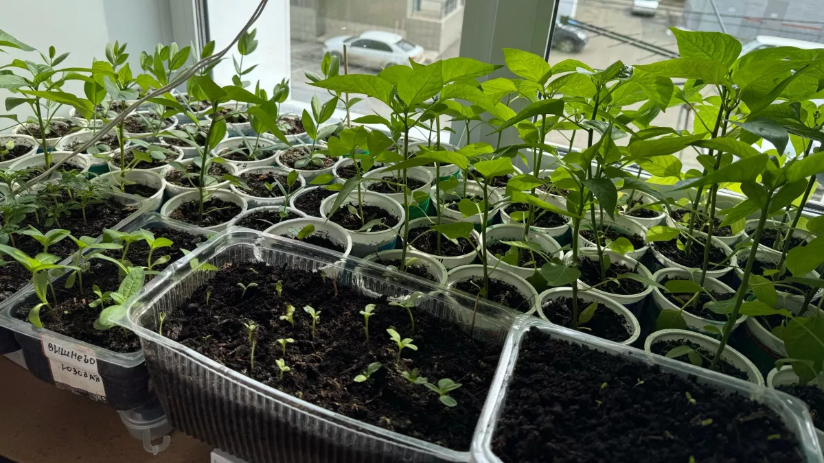 100% всхожесть гарантирована: этот чудо-раствор за 4 часа заставит расти даже мертвые и пересушенные семена