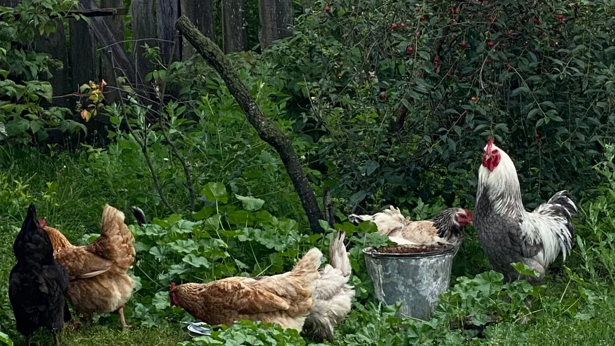 Переехал в деревню и нашёл золотую жилу там, где никто не искал: история, после которой захочется купить билет в одну сторону