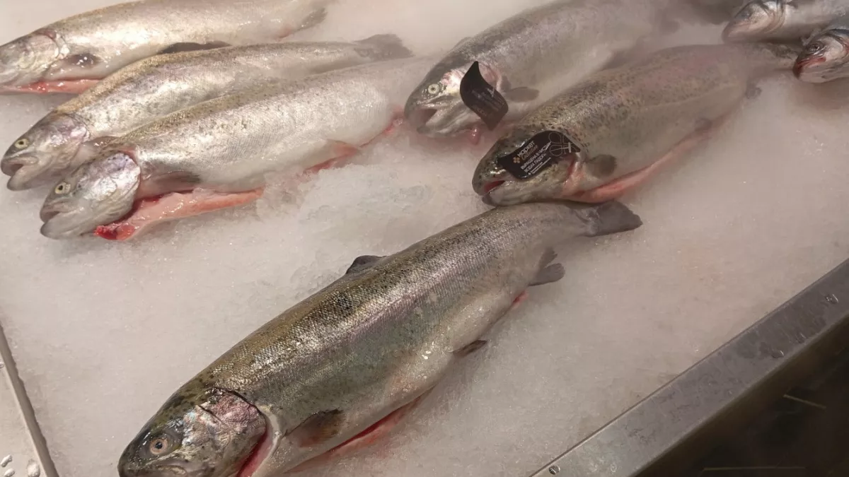 Как выбрать форель с икрой: 3 признака, на которые нужно обращать внимание