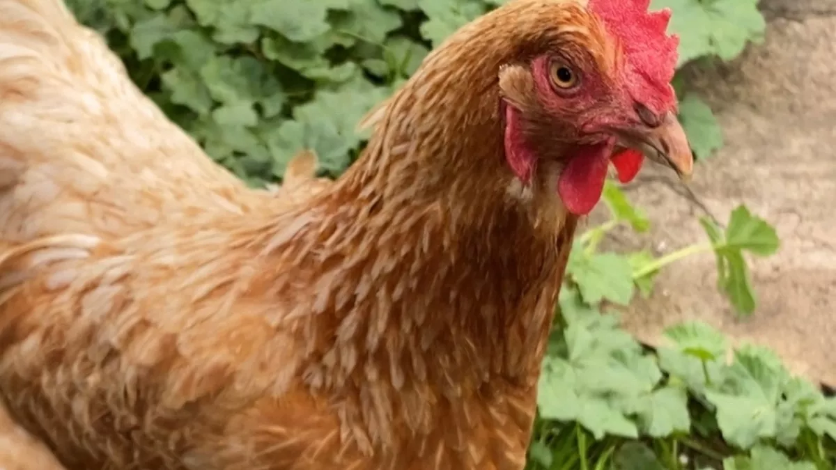 Год назад было убыточно, а теперь кормит семью: неожиданный бизнес в деревне, о котором вы не догадывались