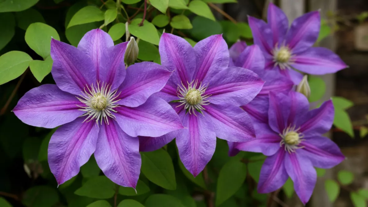 Посадил и забыл: дивные многолетники, которые цветут без остановки с июня до снега