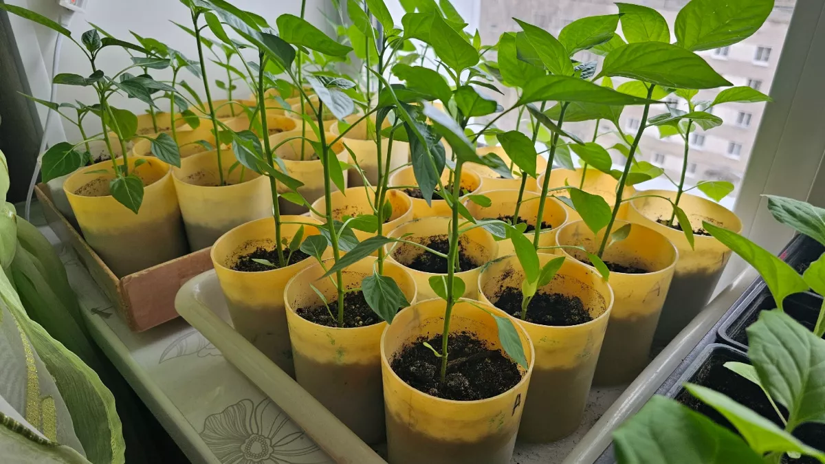 Томаты взошли — и многие губят рассаду в первые 4–7 дней: одна ошибка с температурой делает стебли длинными и слабыми