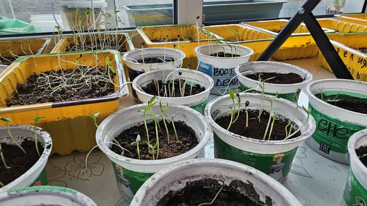 До 15 марта томаты лучше не сеять: агрономы назвали 3 причины, почему ранняя рассада часто получается слабой