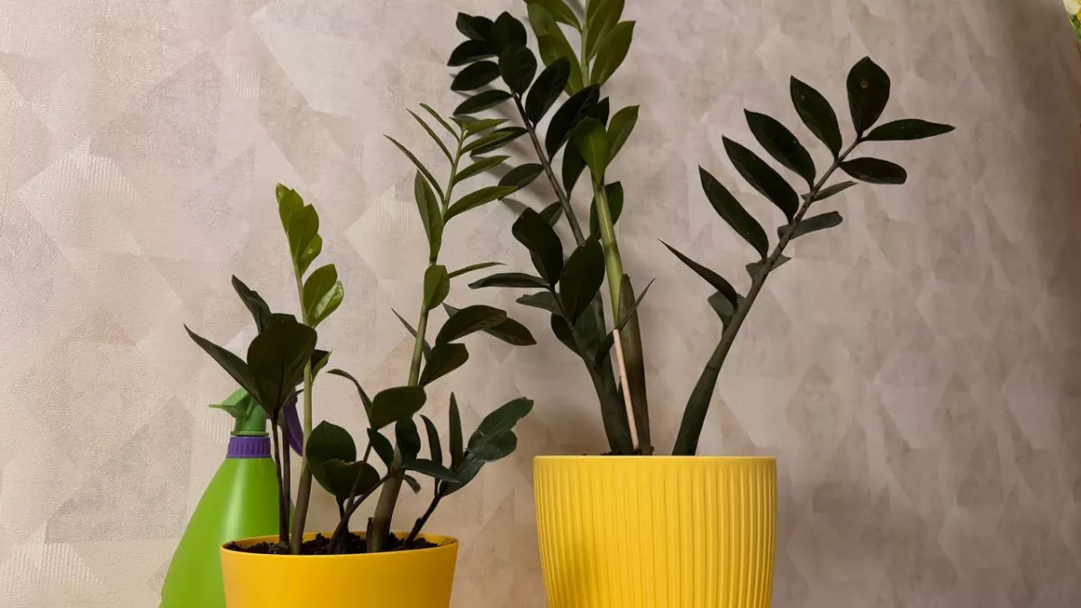 В цветочном горшке появилась плесень: простой способ остановить грибок за пару шагов