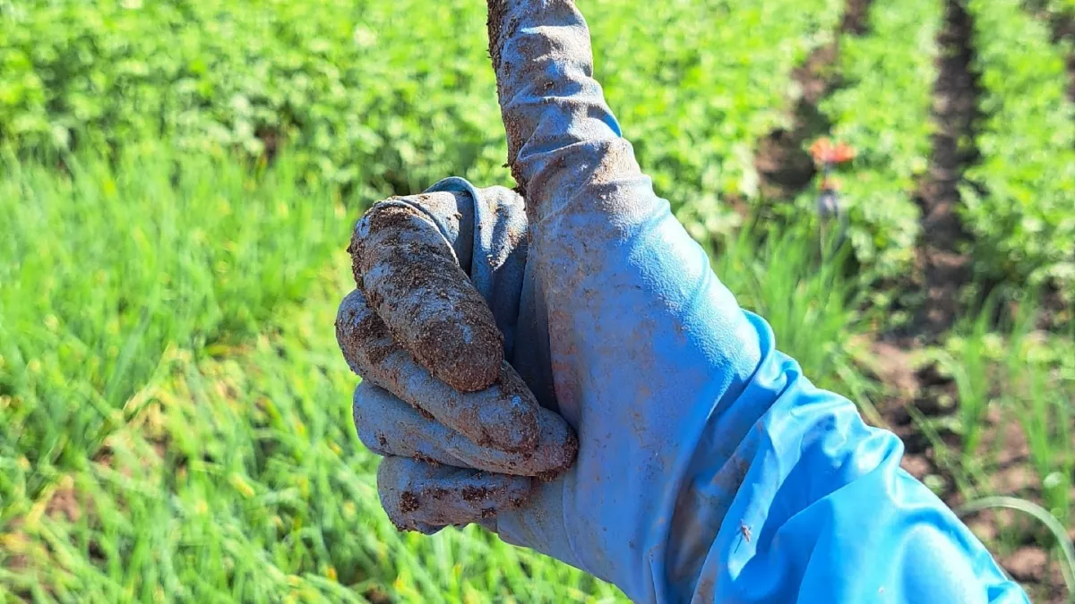 Многие дачники добавляют это в землю — и растения растут лучше: что такое вермикулит и как его использовать