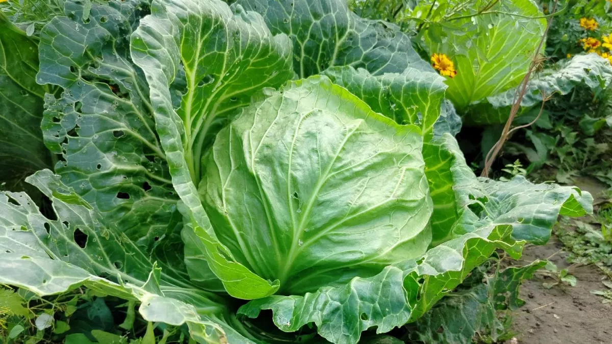 3 шикарных сорта капусты: растут сами, не боятся капризов погоды и дарят суперурожай - умные дачники выбирают только их