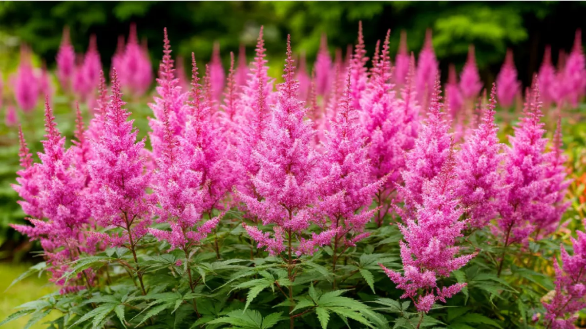 Растут сами по себе: красивейшие многолетники для тенистого сада, которым не нужен уход - выглядят на миллион