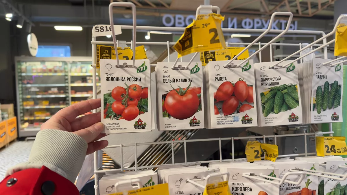 Плоды до 150 г и урожай через 3 месяца: 7 неприхотливых томатов, которые растут даже на бедной земле