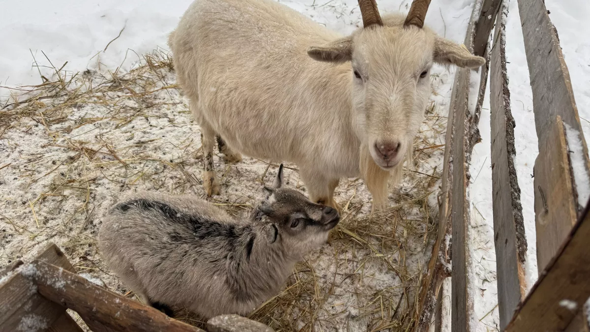 Пожили неделю в деревне и быстро все поняли: там никто больше не хочет жить хозяйством — причина всегда была на виду