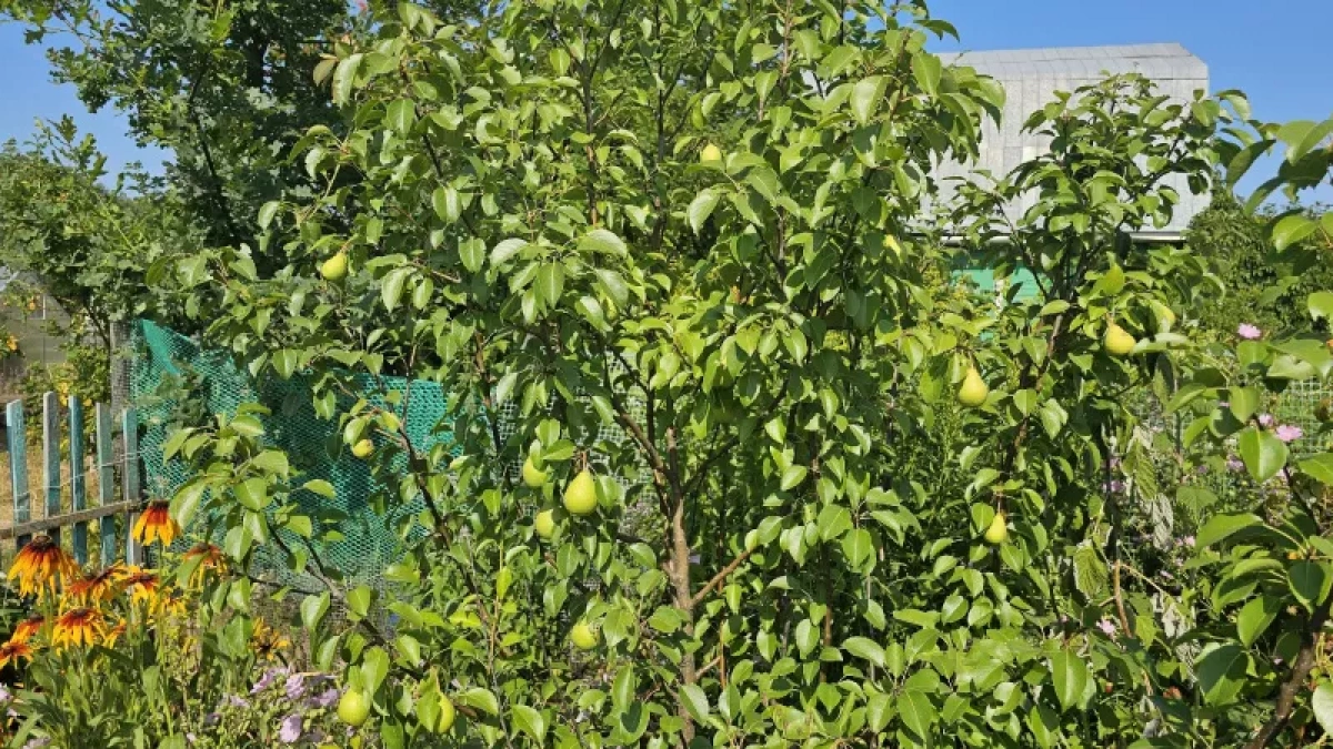 В Кировскую область доставили 117 тонн турецких груш