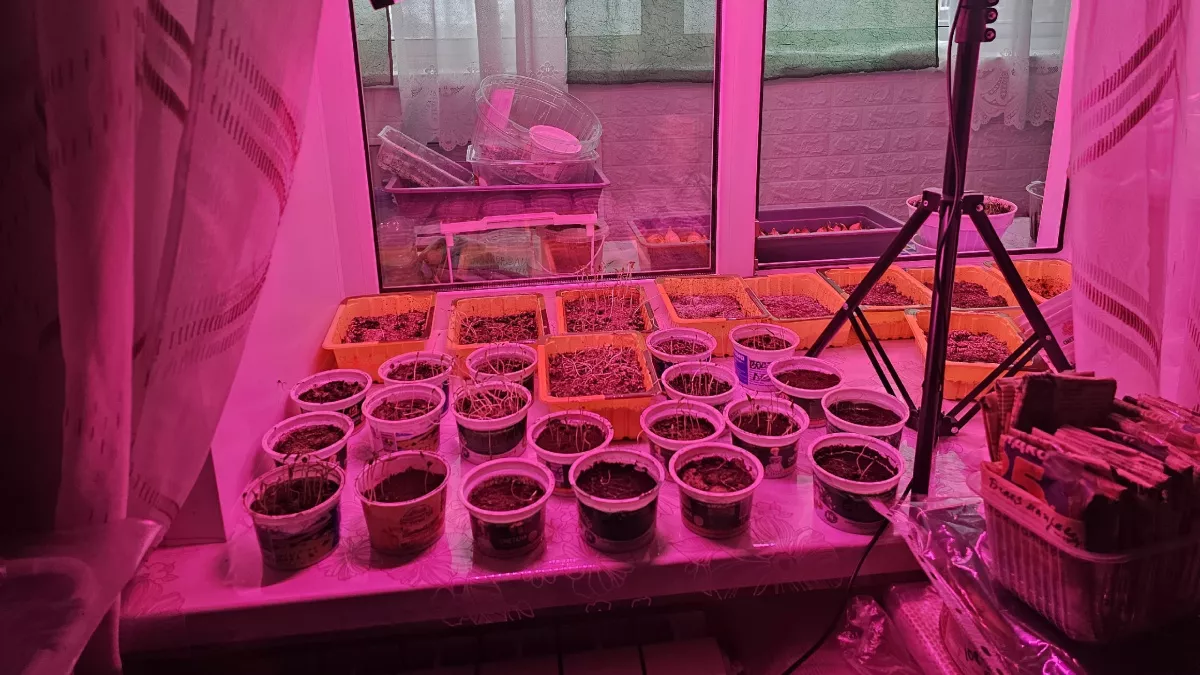 Рассада томатов часто вытягивается из-за одной ошибки: как правильно сеять в марте и что добавлять в грунт