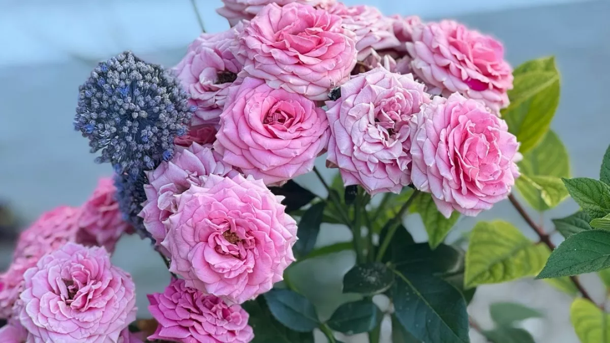 Посадил и забыл: 5 неприхотливых и эффектных цветов для глинистой почвы, которые цветут до морозов