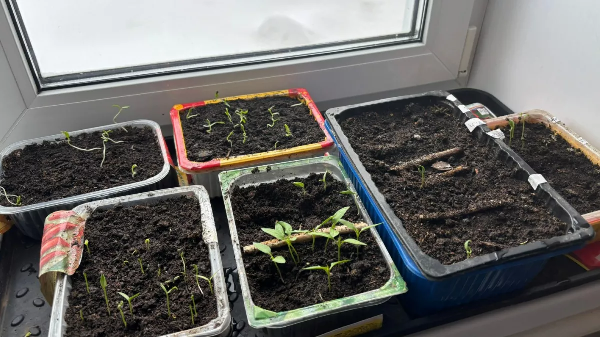 Выращиваю отменную рассаду - весь секрет в фольге: ушлый огородник поделился лайфхаком 