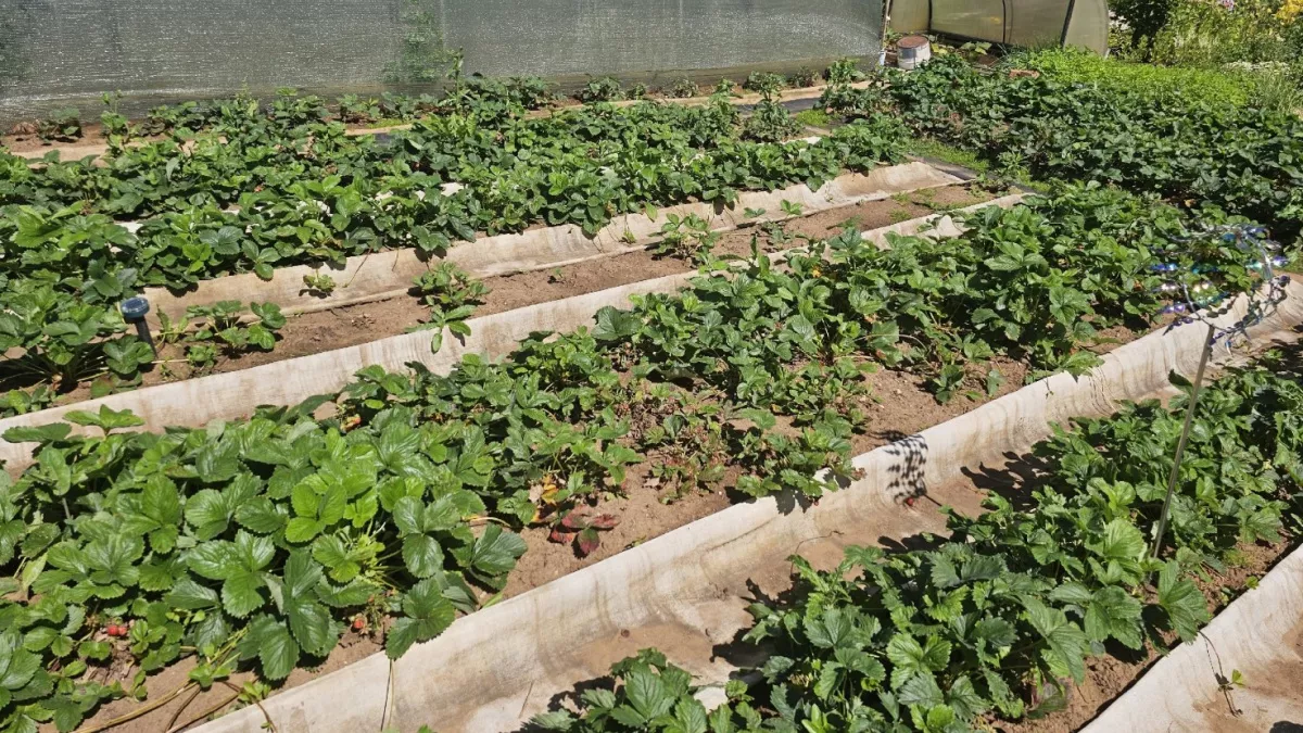 Шифер и доски ушли в прошлое: умные дачники нашли отличный материал для бордюров - красивый и долговечный 